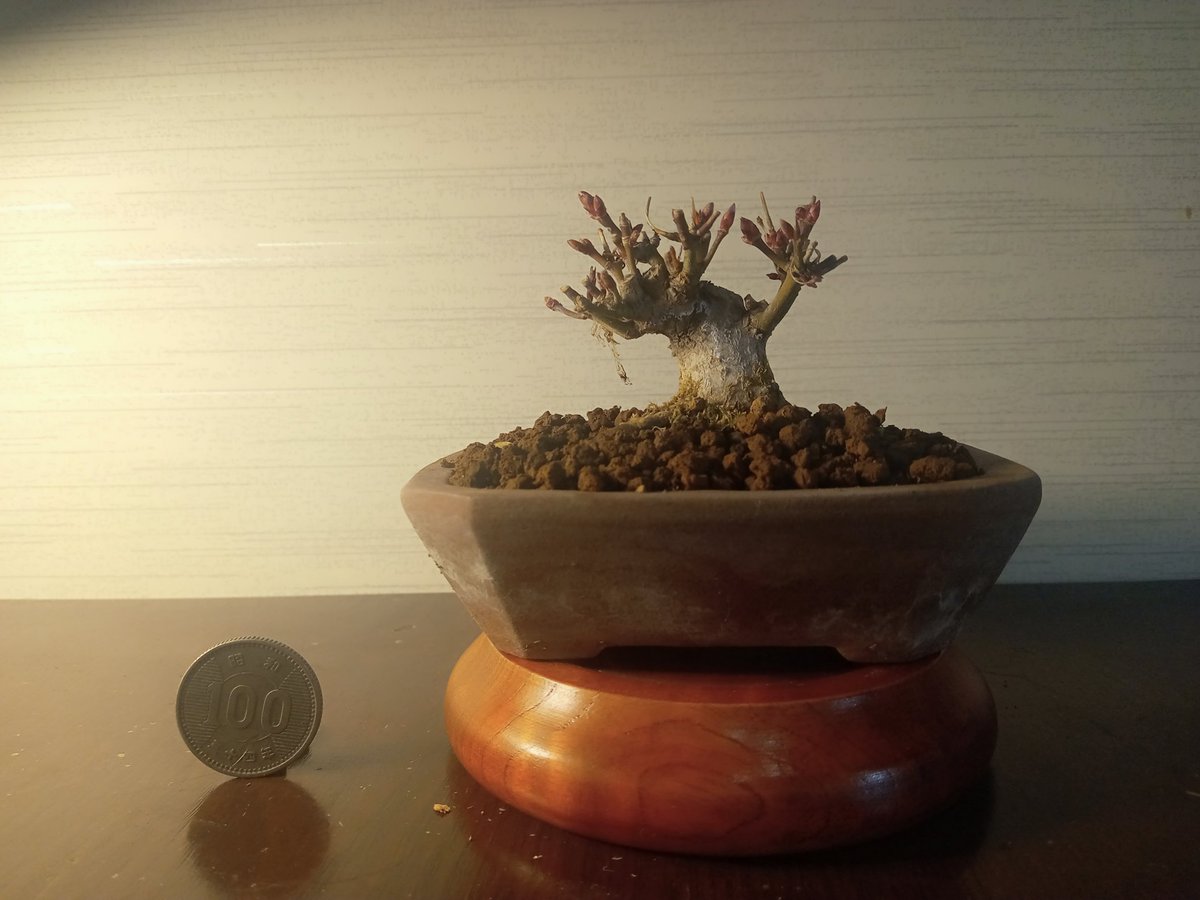 ka2coke's tweet photo. 先週植え替えてバッチリのタイミングでした、今週暖かくなり(関東)この樹達も芽が膨らみ来週から紅葉、楓の芽摘み始まりますね、地味に大変な作業です。
#bonsai #盆栽 #山もみじ https://t.co/WqzkY8Mp10