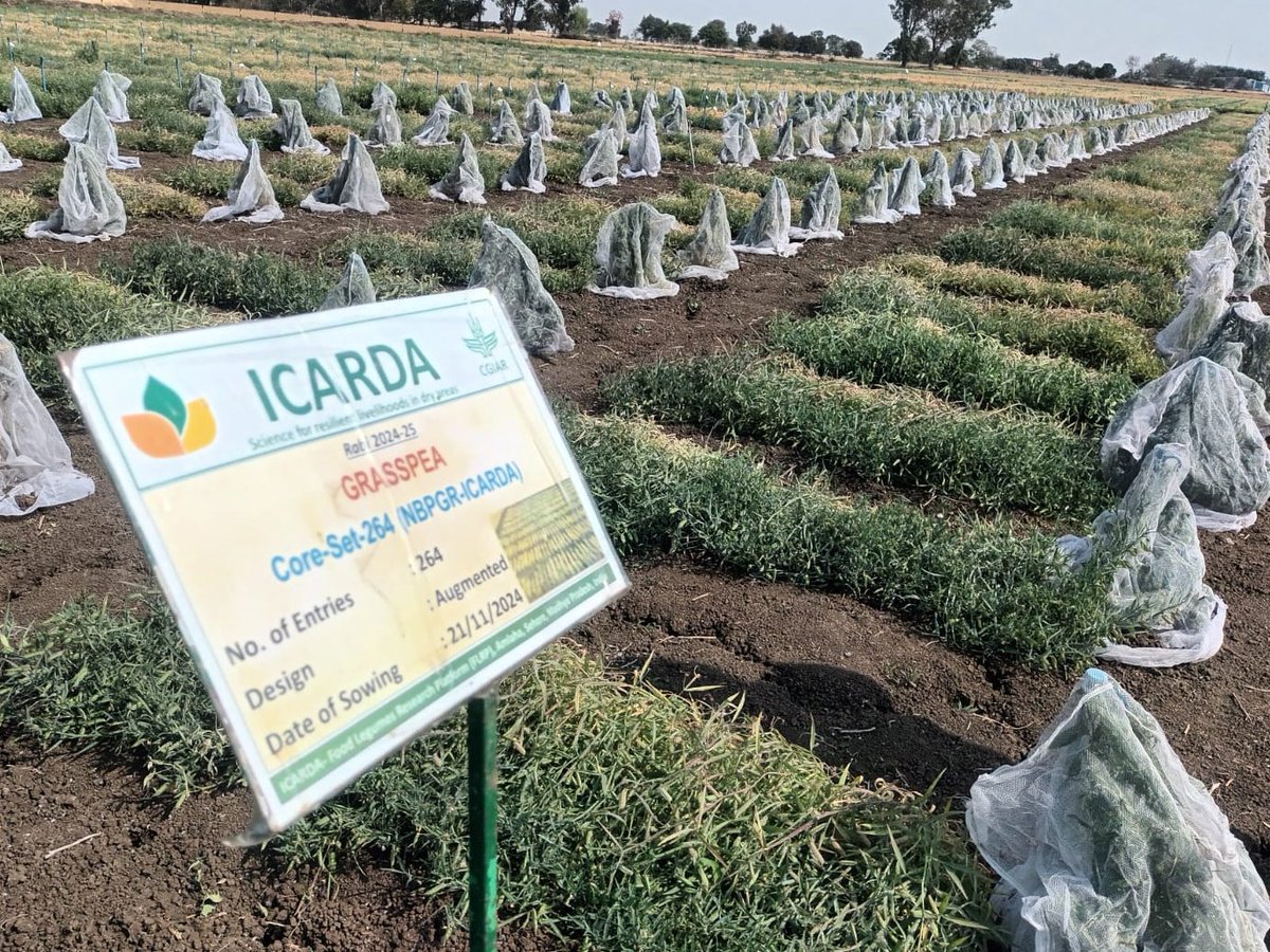 surendrabarpete's tweet image. 📢#Evaluating the #performance of #grasspea #accessions from #coreset of @INbpgr at @ICARDA #FLRP #Amlaha. Insights into resilience &amp;amp; agronomic traits for future breeding! 🌱🔬 #ICARDA #FLRP #LegumeResearch #CropImprovement