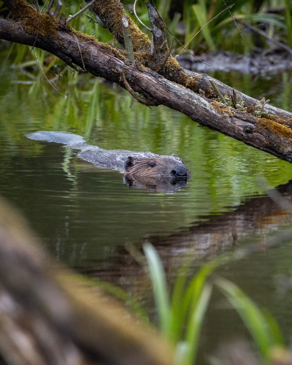 Wild beaver reintroductions are now legal in England! 🎉🦫

📸 PhotocechCZ / Shutterstock

(1/5)