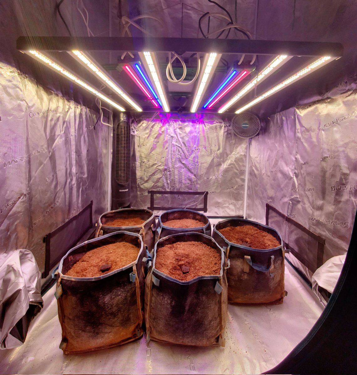 MarsHydroLight's tweet photo. Guess what!? Got my pots prepped to plant my new grow under the latest Mars Hydro FC 4800-EVO with ADlite RB30! 🔴🔵
✅4×4 Grow Tent
✅6'' Clip Fan
What are your plans for new grow cycle?💬
View more ➡ https://t.co/LVfpjxukD7
📸@medicalgrower42
#marshydro #ADlite #FC4800EVO https://t.co/jqBx75rteG