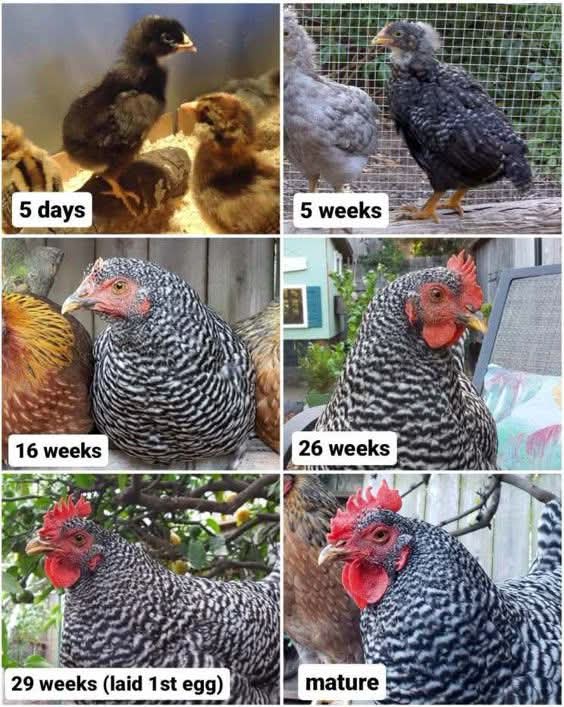 DEVELOPMENT STAGES AND FOOD CONSUMPTION OF PLYMOUTH AND OTHER CHICKEN

1. Day 5 to Week 4: Small and fluffy chicks growing rapidly. 
Feed: Starter feed, 9-32g per day.

2. Week 5 to Week 15: Growing chicks showing gender differences. 
Feed: Grower feed, 36-74g per day.

3. Week