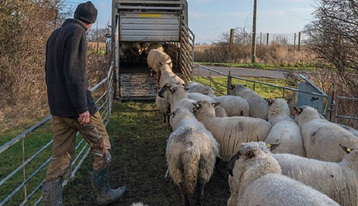 SostenCarni's tweet photo. 🎙️#Trasporto #animali: il primo evento dell’#Intergruppo sulla #ZootecniaSostenibile è sul #BenessereAnimale. Tema noto, complesso e divisivo, da affrontare ascoltando chi lavora nel settore.
📆 Bruxelles, #5marzo h 16:00, si potrà seguire anche #online.
https://t.co/NmLrCPCzLN https://t.co/nRYjTpSu4G