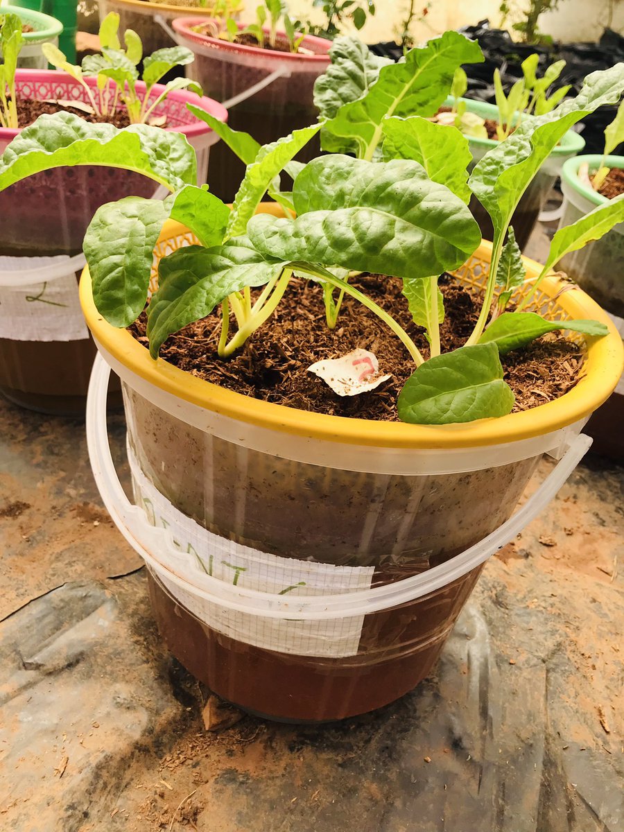 DanielMulenget2's tweet image. Hydroponics ❤️@UCUniversityFAS @UCUniversity #spinach Agriculture is the future 🙏