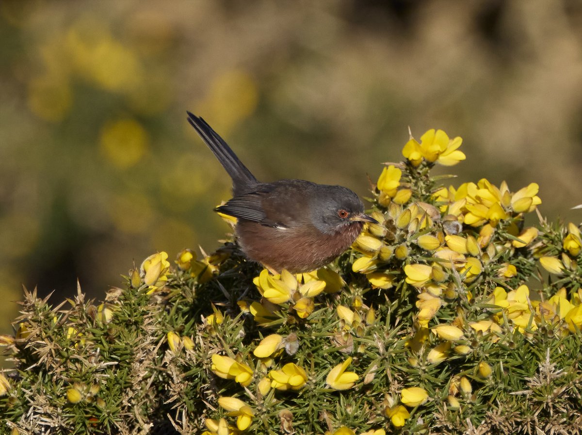Beachy Head: Felt spring like despite the frost. No migrants for me, a couple of Siskin over and one of the winters lingering Dartford Warbler still.