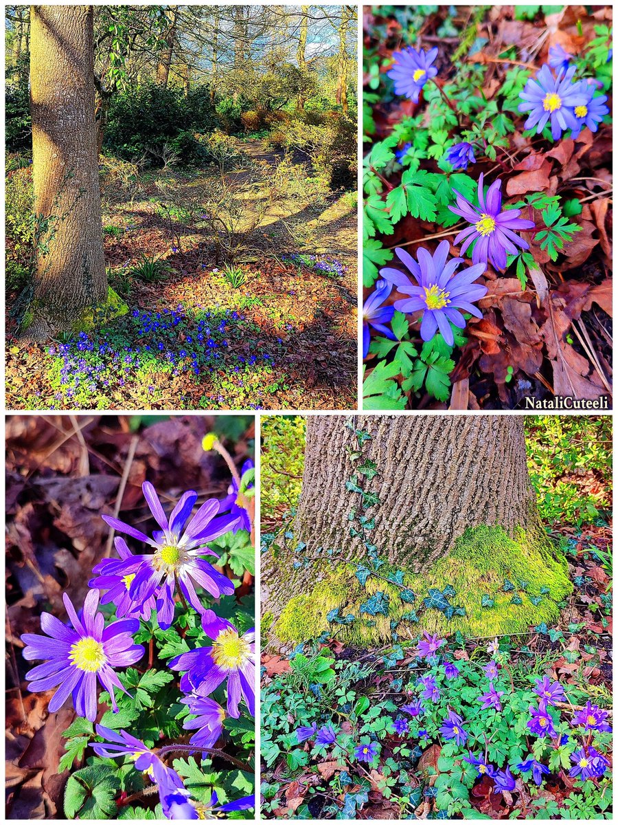 The pleasures of early spring... 🥰
May you encounter more beauty along the way! 😉
🌿🌷🌿💙🌸💚🌸💜🌿🌷🌿
#cuteeli #art #nature #NatureBeauty #NaturePhotography #positive #cute #bloom #plants #flowers #gardening #landscape #spring #anemones #trees