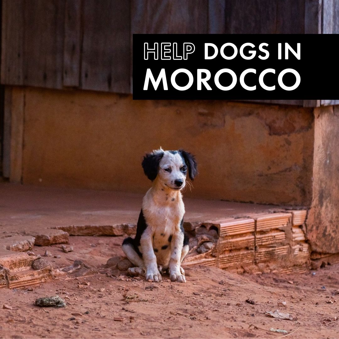 Healthy, neutered, and vaccinated cats and dogs are being killed in Morocco in what appears to be a mass cull ahead of the FIFA World Cup.

The imagery circulating is deeply distressing, showing shocking cruelty towards stray animals, despite the Moroccan Ministry of the