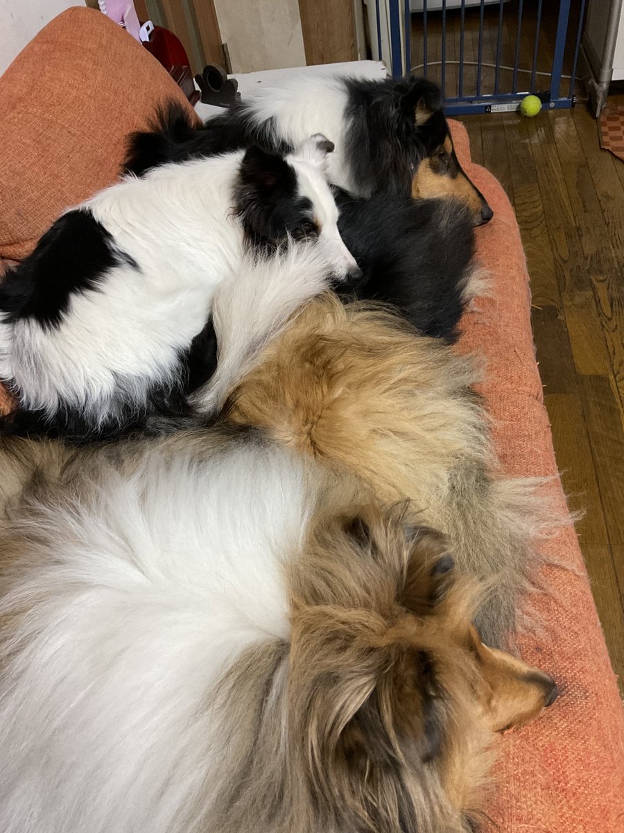 コリーの土台の上にシェル