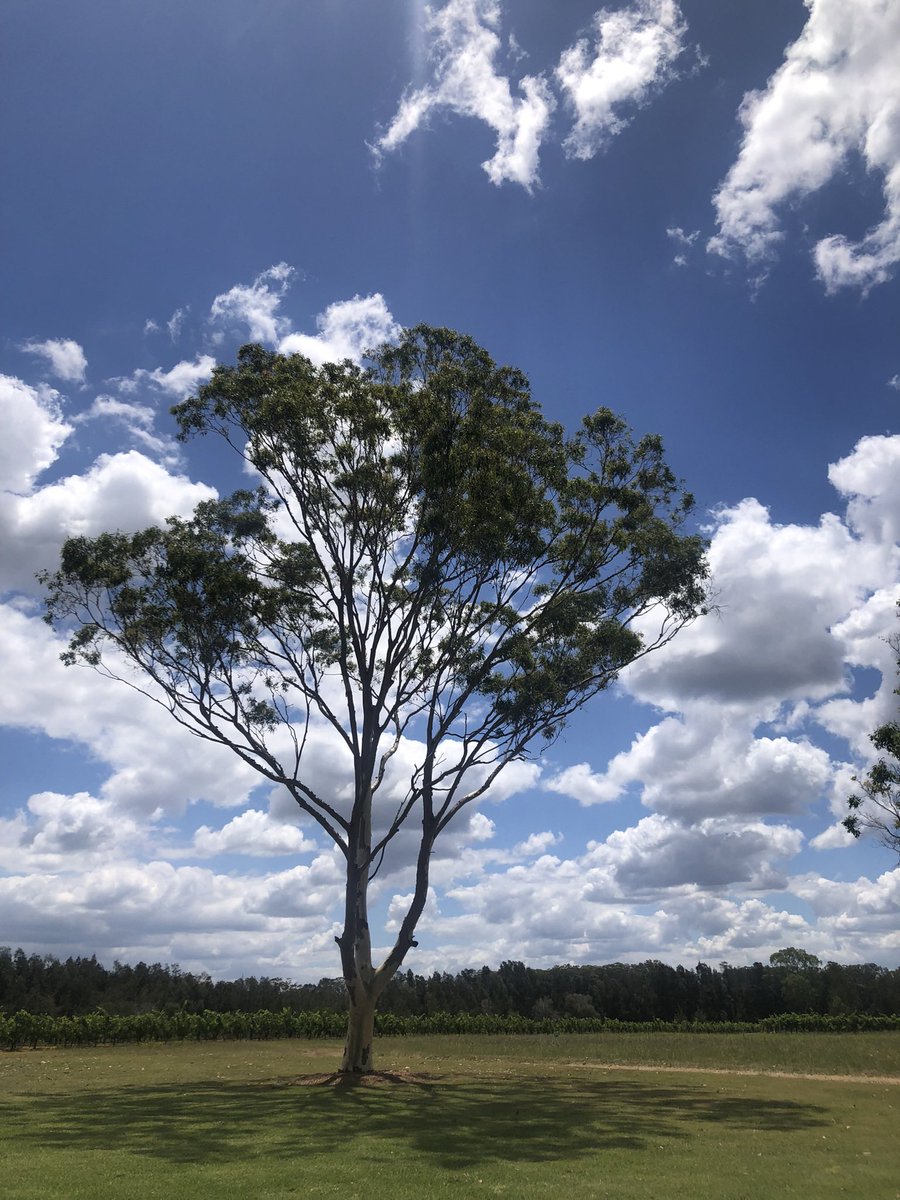 GMP lost his R16 match at the Dubai Tennis Championships to Daniil Medvedev. Big sad ☹️ (a lemon-scented gum tree)