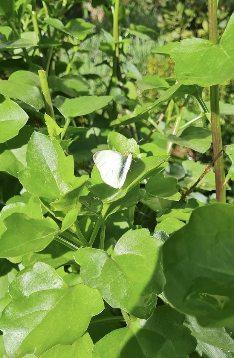 Daniel Sererols Villalón tweet media