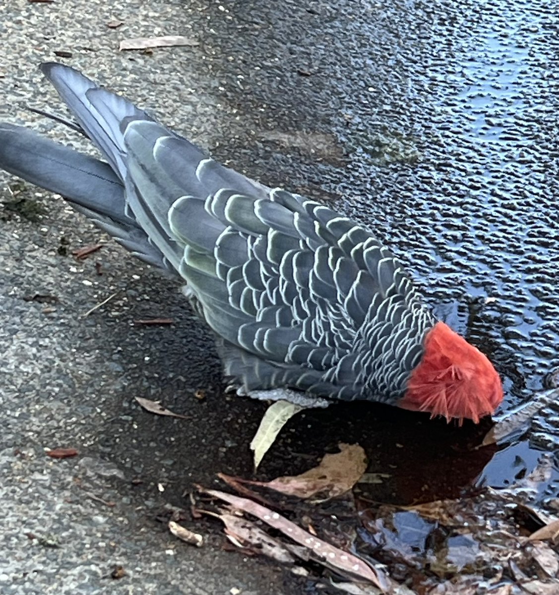 Never got to see a gang gang cockatoo up close before, and here’s one having a bath outside the earth science building at <a href="/scienceANU/">Science & Medicine at ANU</a> <a href="/ourANU/">ourANU</a>