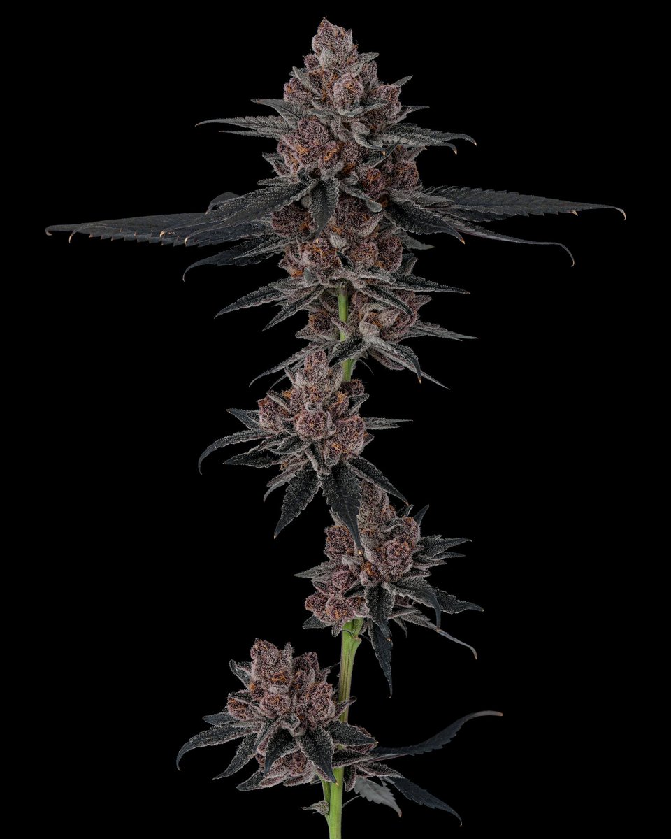 RecKziLe's tweet image. Block Berry ( Not the Boof ✂️)
Black Cherry Punch ✖️ Tropicana Cookies
🌱: @GrindCannabisCo
🧬: @blockheadbuds
📸: @TheCuratorCoME
70/30 coco perlite
Mix HPS / LED
Day 65 🪓