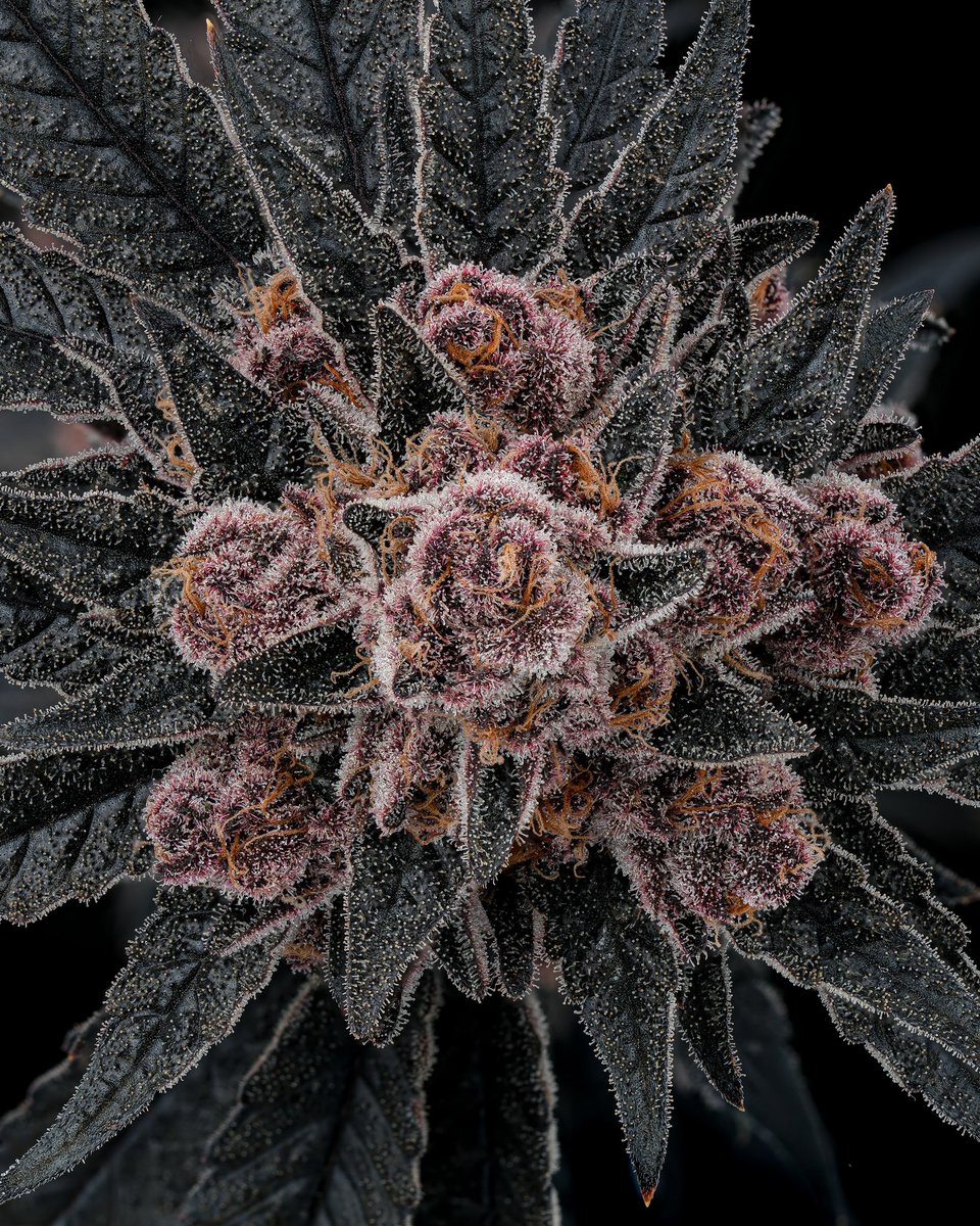 RecKziLe's tweet image. Block Berry ( Not the Boof ✂️)
Black Cherry Punch ✖️ Tropicana Cookies
🌱: @GrindCannabisCo
🧬: @blockheadbuds
📸: @TheCuratorCoME
70/30 coco perlite
Mix HPS / LED
Day 65 🪓
