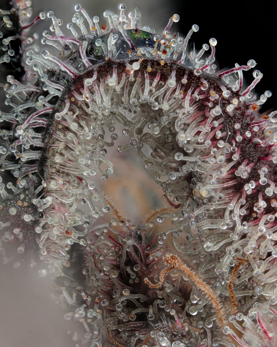 RecKziLe's tweet image. Block Berry ( Not the Boof ✂️)
Black Cherry Punch ✖️ Tropicana Cookies
🌱: @GrindCannabisCo
🧬: @blockheadbuds
📸: @TheCuratorCoME
70/30 coco perlite
Mix HPS / LED
Day 65 🪓