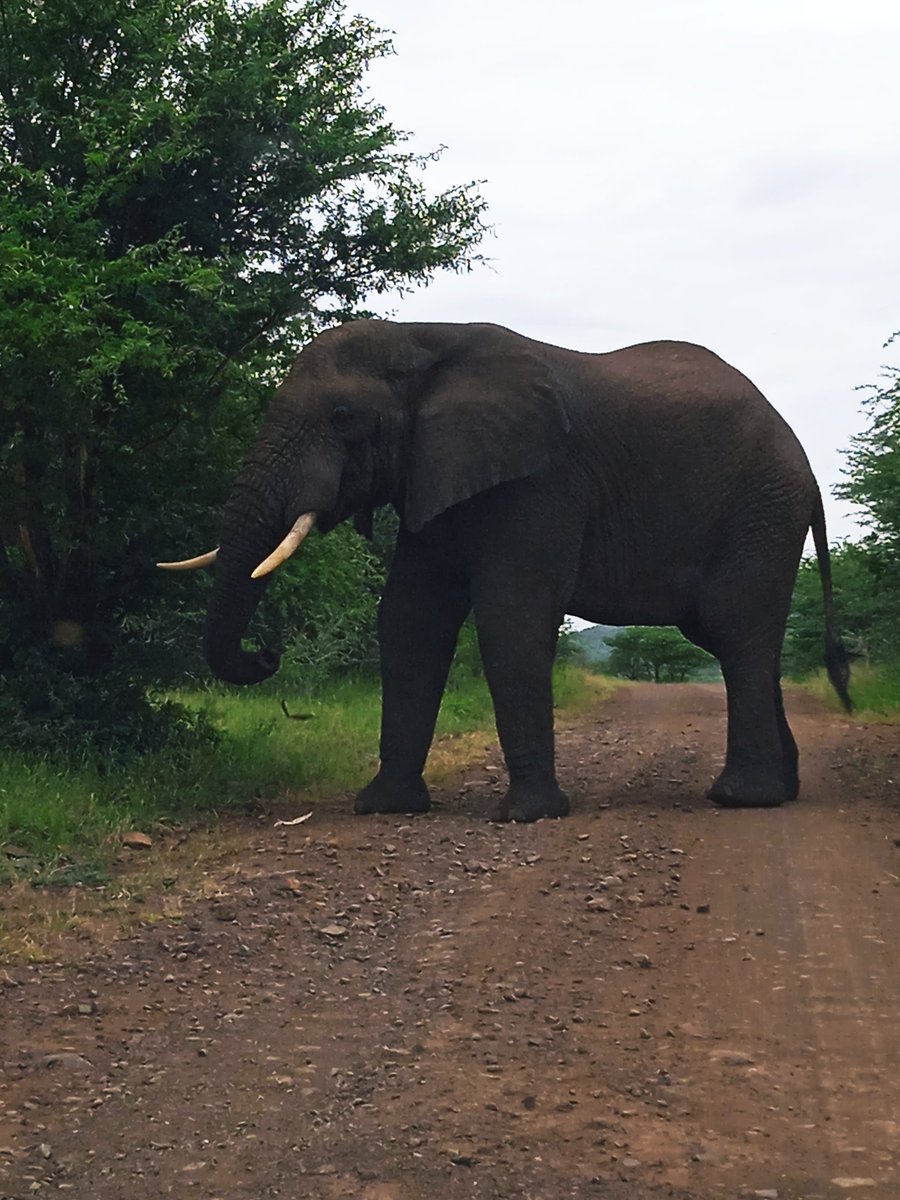Ultimate Safari tweet media