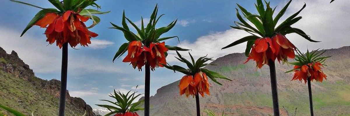 YA KU BERÇAVKA XWE HEYE 

ez im a ji baranê mezintir
kemana bi du kîteyan çêkirî
hatim ji kortalên li raserî xumînê
ji bêhna şîrê xîç, ji karîban û qelûnê

wa li wir dirizin rimavêjin Ksenefonî
ku digotin derya welatê me ye
û her du kêrên di sînga Alparslanî de
û siya li bin