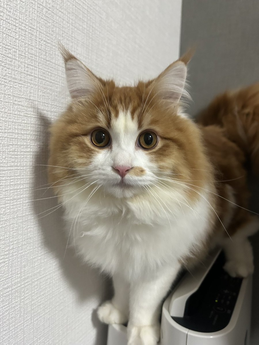 satsumaruki's tweet photo. #ファミにゃのパッケージになりたい https://t.co/VrwuGSVUAC