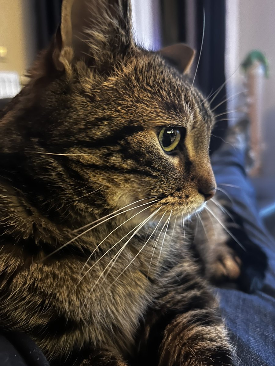 LifeOfMrCat's tweet photo. @sprootstoots None true https://t.co/vZGsqEmvWr