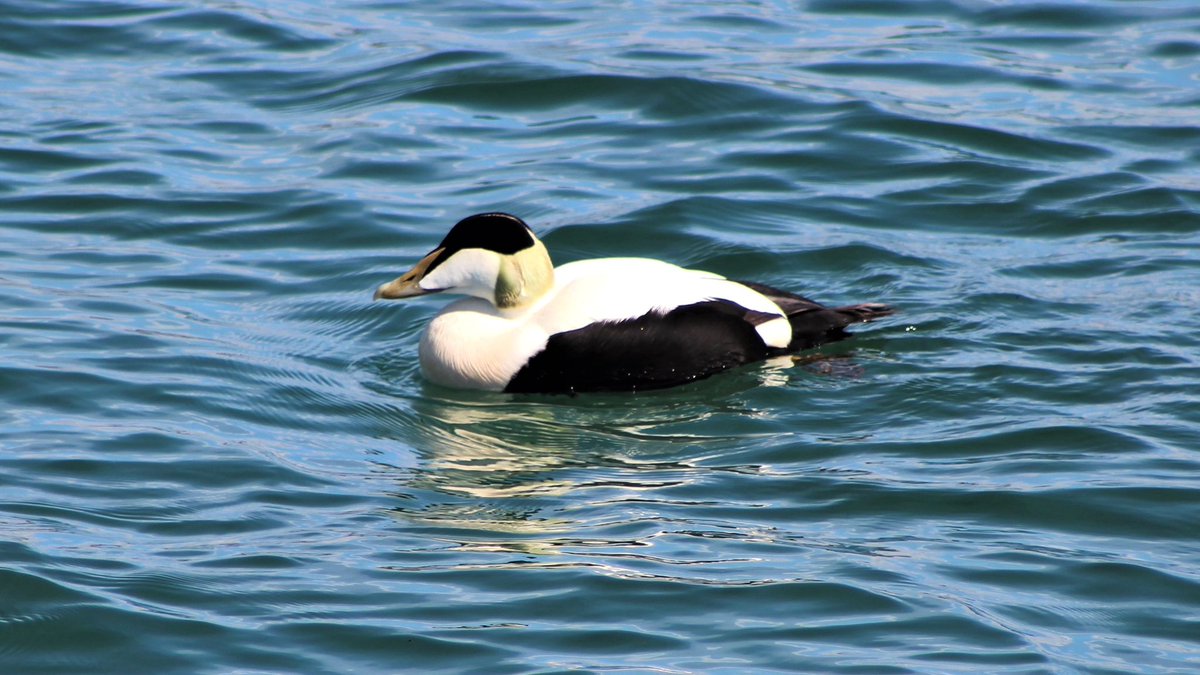 Ork_Storehouse's tweet photo. Eider drake enjoying some sunshine at the Point of Ness, Stromness 🦆🌞
.
.
#eiderdrake #stromness #orkney https://t.co/uAaoln2iM7