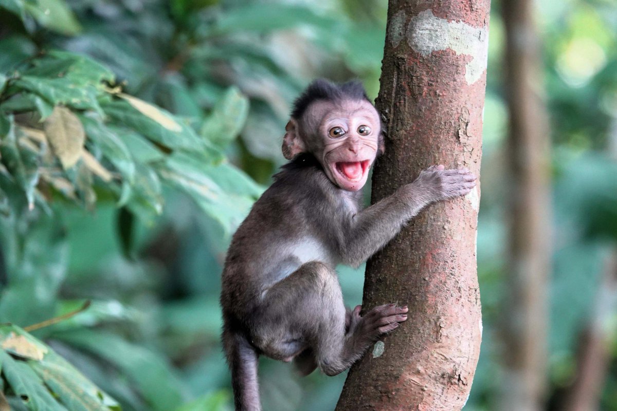 🐒 This week negotiations from #COP16Colombia concluded in Rome, with key decisions to drive the adoption of the Kunming-Montreal Global Biodiversity Framework being discussed. 🌎

Read more about the decisions and outcomes here: 🔗cbd.int/doc/press/2025…

📸Pam Chasek 
#KMGBF
