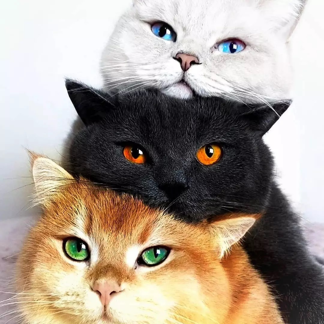 cat20917 tweet picture