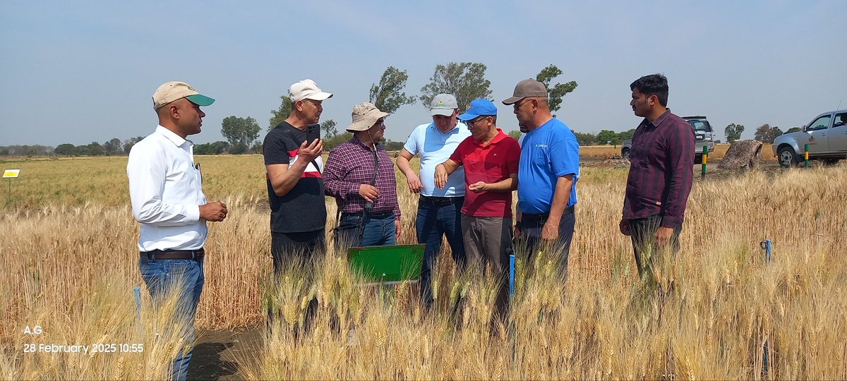 Amit Gautam (@amitdur) on Twitter photo Delegates from <a href="/KyrgyzStan/">KyrgyzStan</a> visited <a href="/ICARDA/">ICARDA</a> India @durum field & appreciate the germplasm diversity <a href="/fillobax/">Filippo Bassi</a> <a href="/ShivKAgrawal/">Shiv Agrawal</a> <a href="/BaumBCI/">Michael Baum</a> Delegates from <a href="/KyrgyzStan/">KyrgyzStan</a> visited <a href="/ICARDA/">ICARDA</a> India @durum field & appreciate the germplasm diversity <a href="/fillobax/">Filippo Bassi</a> <a href="/ShivKAgrawal/">Shiv Agrawal</a> <a href="/BaumBCI/">Michael Baum</a>