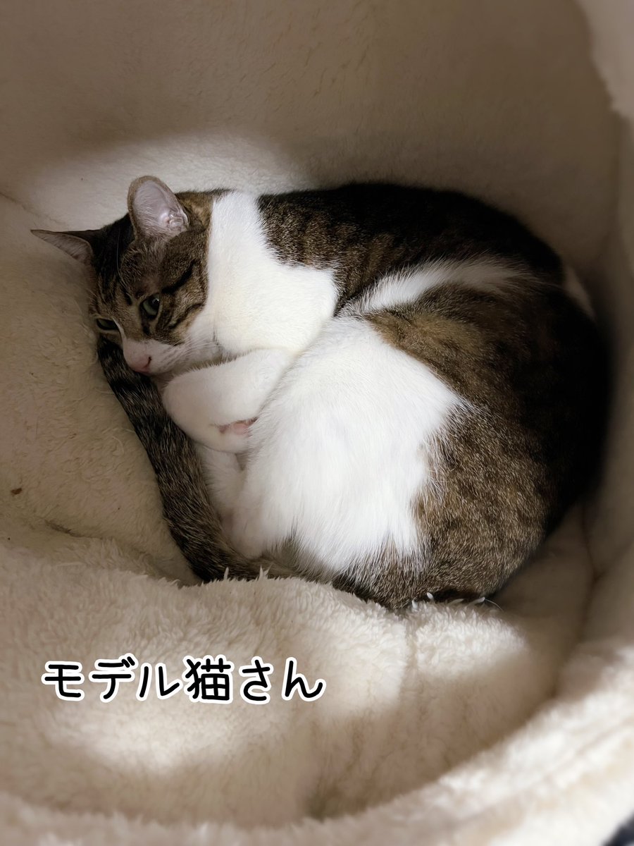 roroo2525's tweet image. キジシロさんです。
おシッポの長い子で
抱えて丸くなってるポーズを作りました。

#羊毛フェルト
#羊毛フェルトねこ 
#feltingwool 
#feltingneedle 
#woolfelt 
#キジシロ