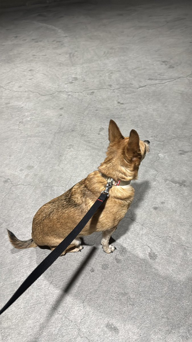 dokdothedog's tweet photo. 인간의 야근이 뭔지 몰라서
주차장을 하염없이 서성이는 개.. https://t.co/nMy077DupT