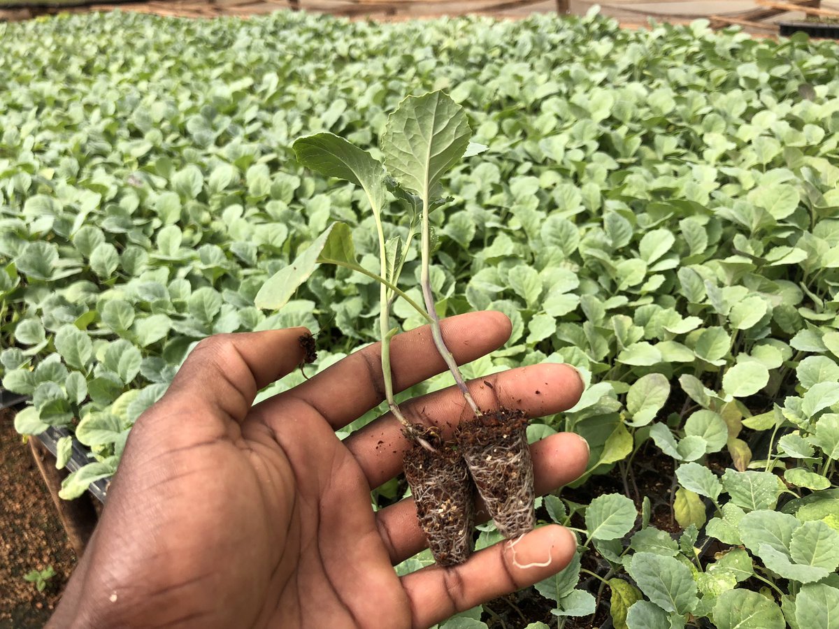 kalebndolo's tweet photo. Collards
#Tausi F1 https://t.co/0usSy3hkFC