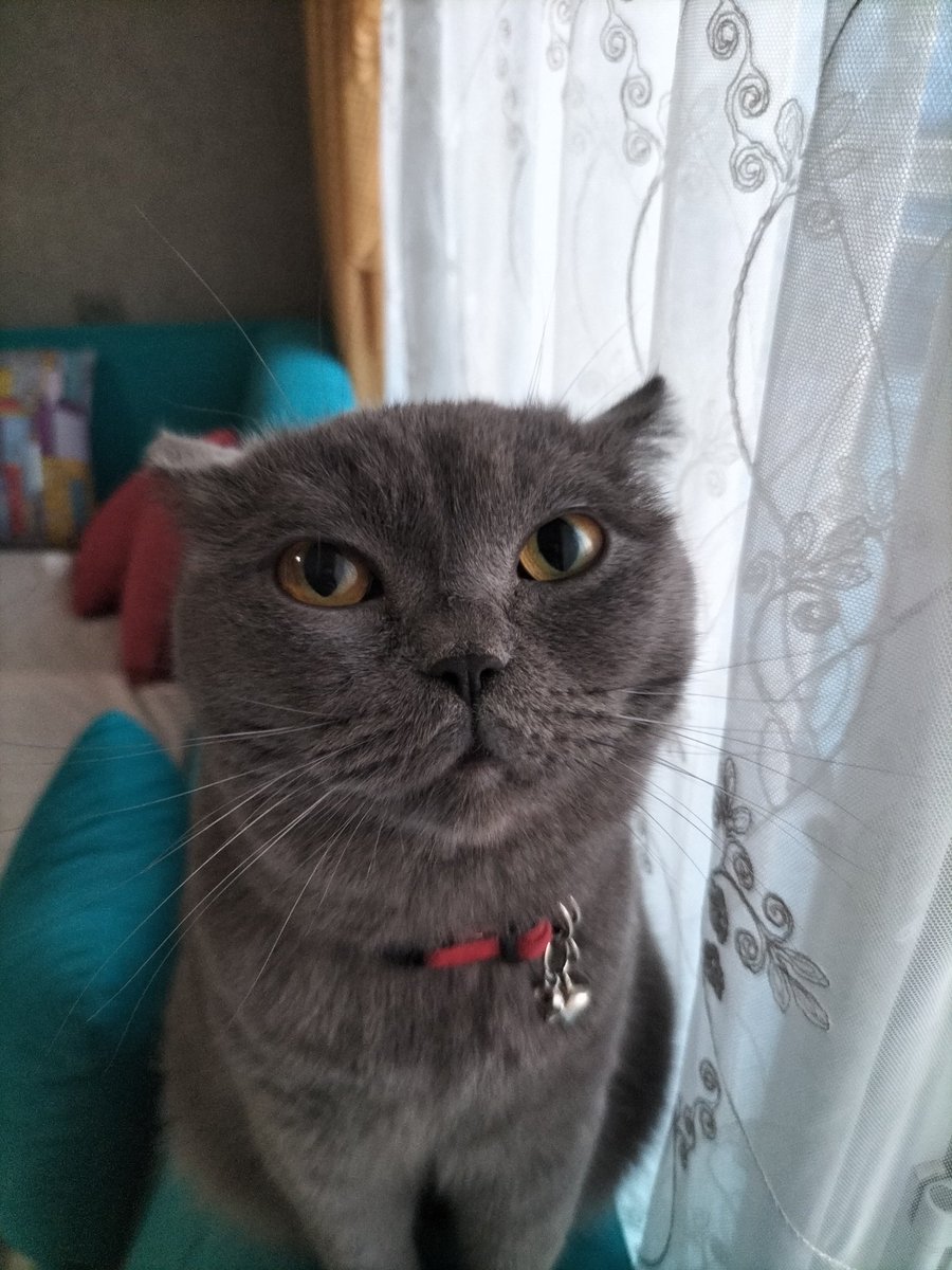 Mehmet Stark (@endotrakea) on Twitter photo 