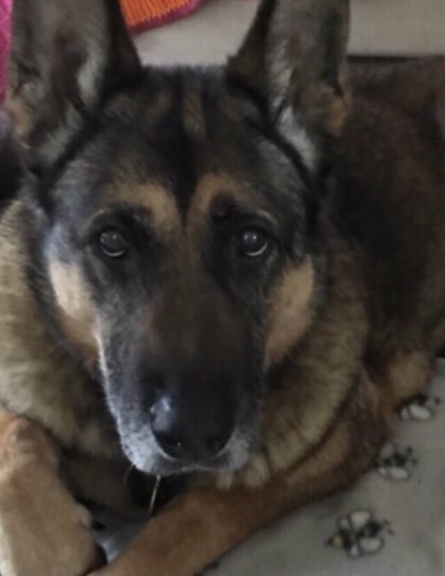 Garbo 🐕 and Heidi, Amber🌈🐕 tweet media