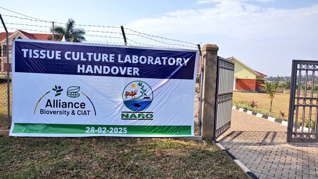 narobiotech's tweet photo. Today Alliance Bioversity Handed over the Biotechnology Laboratory to NARO- NARL at Kawanda @narouganda @NaroKawanda @BiovIntCIAT_eng @MAAIF_Uganda @JM_Tinda @emilyarayo https://t.co/202u44VXDV