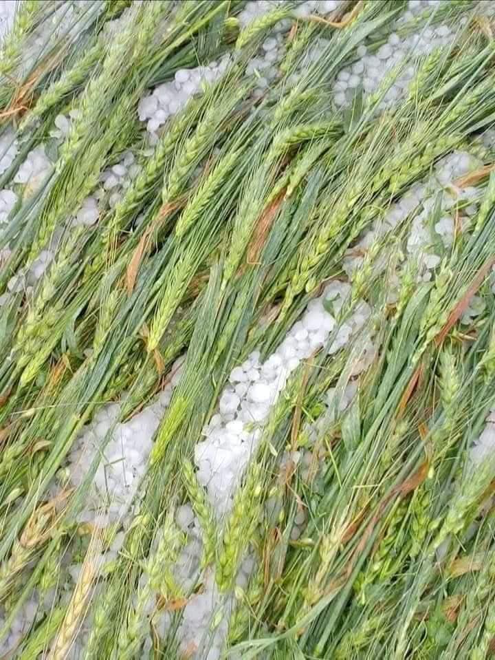 Kiran_Saran77's tweet image. चुरू के किसानों के लिए चिन्ताजनक समय उपर वाले का कहर बर्ष रहा है । प्रकृति रहम करे अन्नदाताओं पर ओलावृष्टि आफत बनकर वर्ष रही है । 🙏🙏 #kisanlife #kisanchallenge