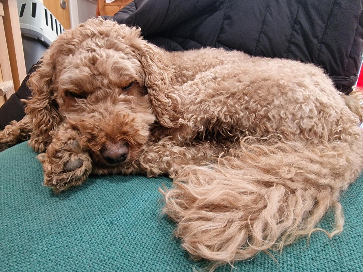 Cherry, our school dog, has enjoyed her first week back at Gateways. The excitement of being in school has clearly tired her out though as she took a huge nap this afternoon in Miss Hayter's Year 1 class! 🥰🐶🐾 #gatewaysschool #schooldog