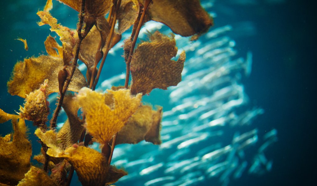 Exciting news for Ireland’s blue economy today with the launch of The Irish Seaweed Association, uniting industry, researchers, and policymakers to unlock the potential of #RegenerativeOceanFarming. 🤝💡 Learn more: lnkd.in/ewp3NHdk
#BlueEconomy #SustainableSeaweed