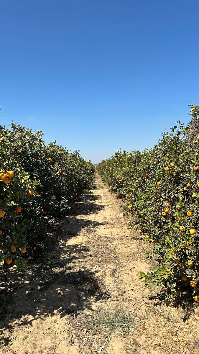 Nabt_app's tweet image. زيارة نبت لمزارع البرتقال في مصر – تجربة فريدة من نوعها! 🍊✨

خلال زيارتنا لمزارع البرتقال، خضنا جولة مثيرة في بساتين البرتقال، بدءًا من قطف البرتقال الطازج مباشرة من الأشجار وصولاً إلى محطة الفرز والتعبئة، حيث تابعنا المراحل التي تضمن جودة المنتج قبل وصوله إلى الأسواق.

نثمّن…