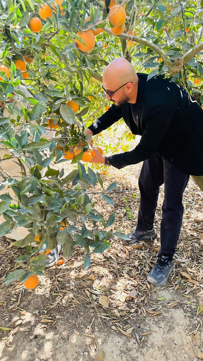 Nabt_app's tweet image. زيارة نبت لمزارع البرتقال في مصر – تجربة فريدة من نوعها! 🍊✨

خلال زيارتنا لمزارع البرتقال، خضنا جولة مثيرة في بساتين البرتقال، بدءًا من قطف البرتقال الطازج مباشرة من الأشجار وصولاً إلى محطة الفرز والتعبئة، حيث تابعنا المراحل التي تضمن جودة المنتج قبل وصوله إلى الأسواق.

نثمّن…