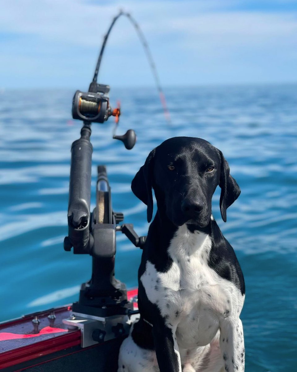 CannonFishing's tweet photo. When you're so close to catching your limit, but your pup is ready to head home 😆 #RunDeep https://t.co/XbNgLx7JGj