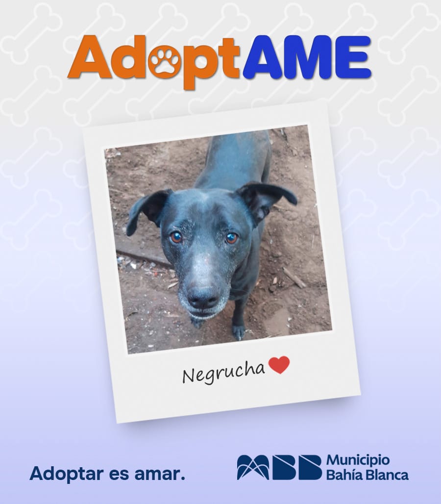Te presentamos a Grace y a Negrucha, dos adorables peluditos que están esperando por una familia 💖☺️

¡Sumate a nuestro programa #Adoptame!

1️⃣ Ingresá a bahia.gob.ar/adoptame 
2️⃣ Accedé al formulario
3️⃣ Personal municipal te contactará y evaluará la posibilidad de adopción