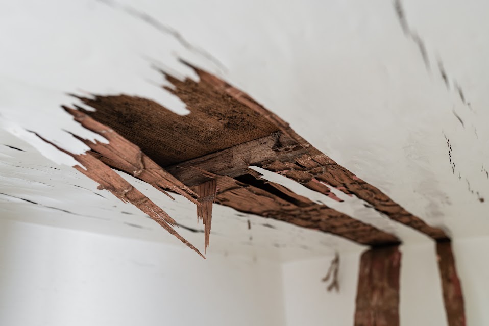 GeffroyTermite's tweet photo. Spotting signs of termite activity? Don't panic! Geffroy Termite Control &amp; Repair is here to help. Our experienced team will assess the situation and implement a targeted treatment plan to eliminate termites for good. https://t.co/R11qARC7Ya #TermiteControl #Termites #TermiteD... https://t.co/sm7NbbkwZk