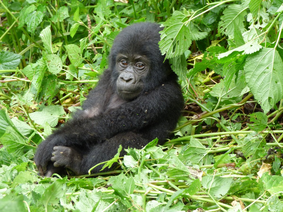 🌍 7 Days Uganda Primates Safari 🦍🌿
Curious about Uganda's pristine wilderness! . Contact: info@trekgorillasafaris.com / +256 752 134 826. More info: trekgorillasafaris.com/7-days-uganda-…
#Wanderlust #culture #RHOP #voyage #community #NFFC #zelena #tourism #Explore #Travel