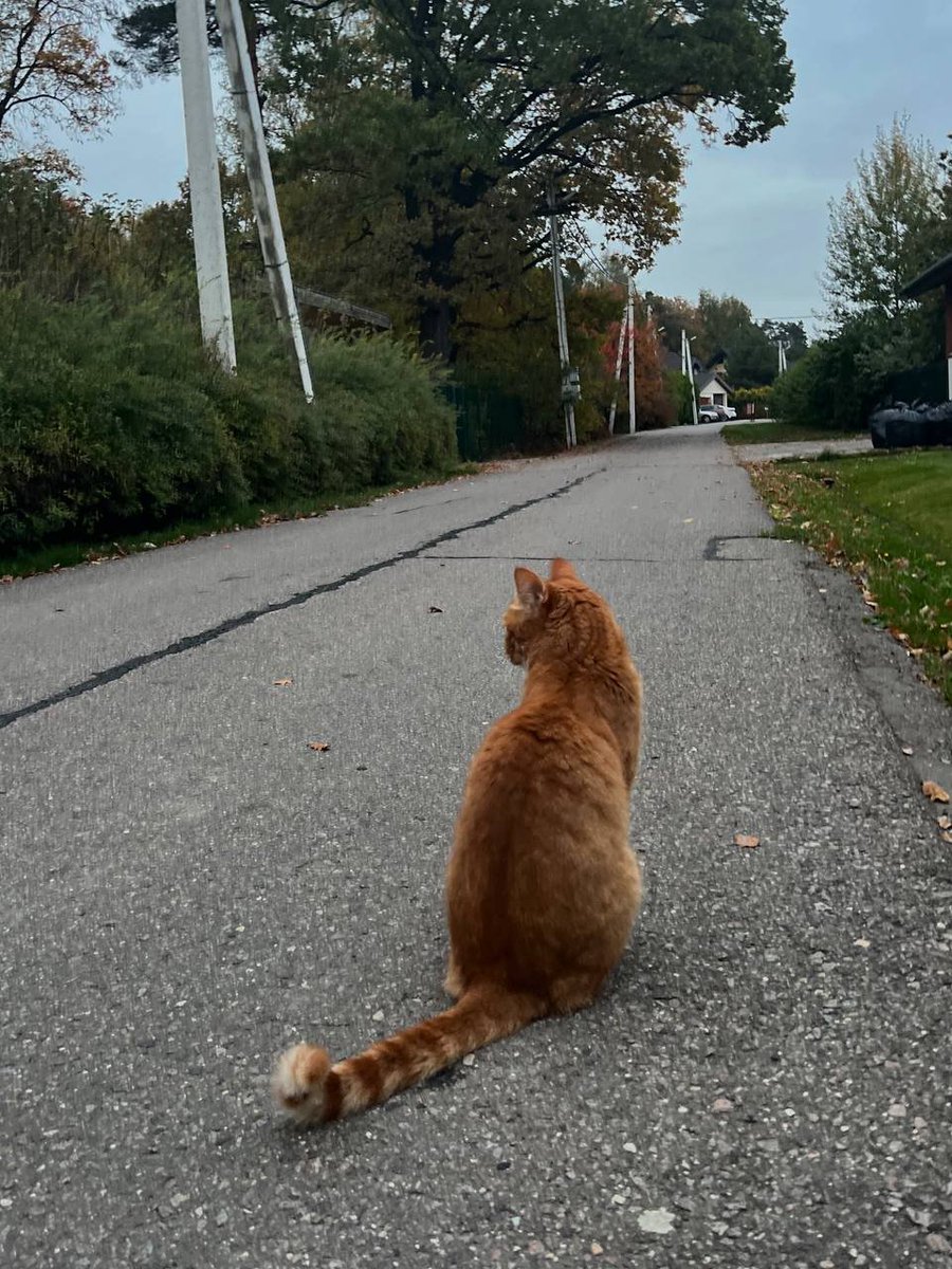 ElsaMartinEM's tweet image. Look at this cutie! Living life with zero worries #StreetKing #GingerBeauty #CatVibes