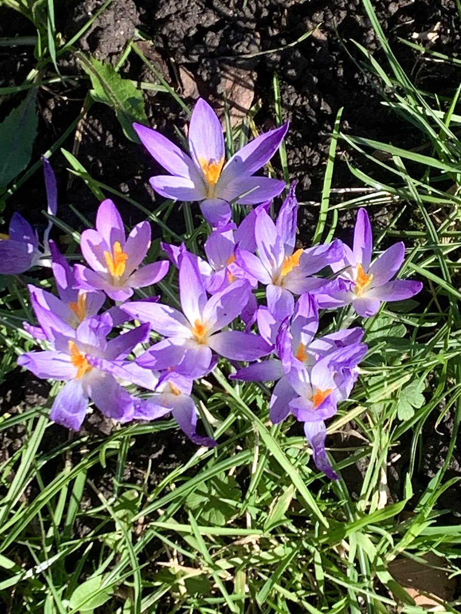 On Woolwich Common today. Cherry plum, Hazel catkins, Lesser celandine, Crocus
