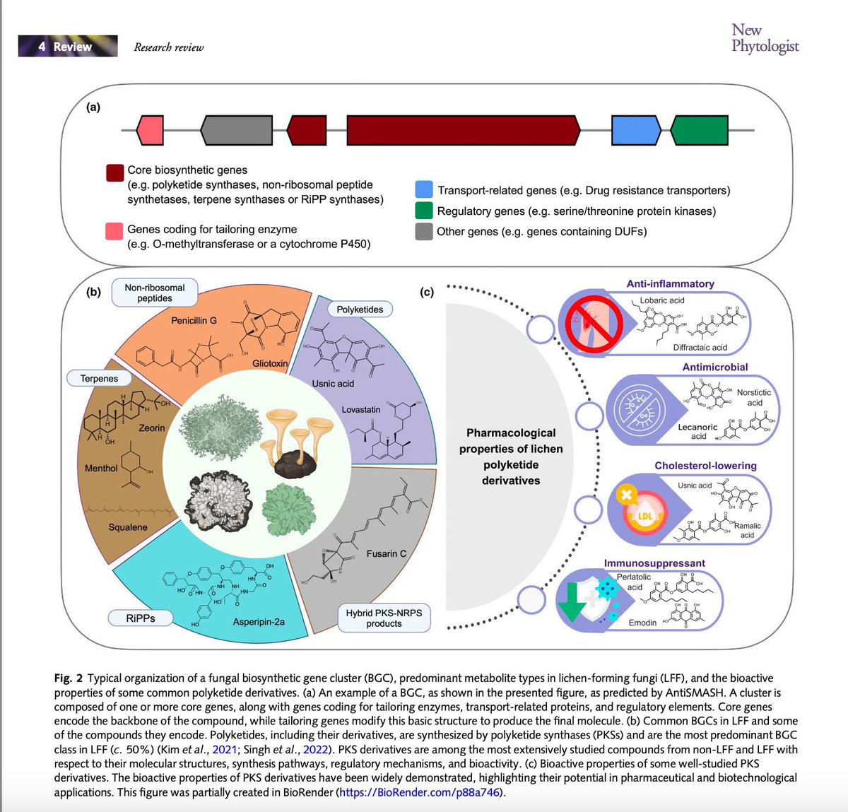 GarimaSingh_GS's tweet photo. Our review article exploring how recent research advances in #genomemining, #chemoinformatics, #phylogenies can be combined to unlock the #biosynthetic potential of #lichens - is out now: https://t.co/ncGR6yKUHw.
Big thanks to all involved @FDalGrande @fmartin1954 @marnixmedema https://t.co/4pk1DUS4Ey
