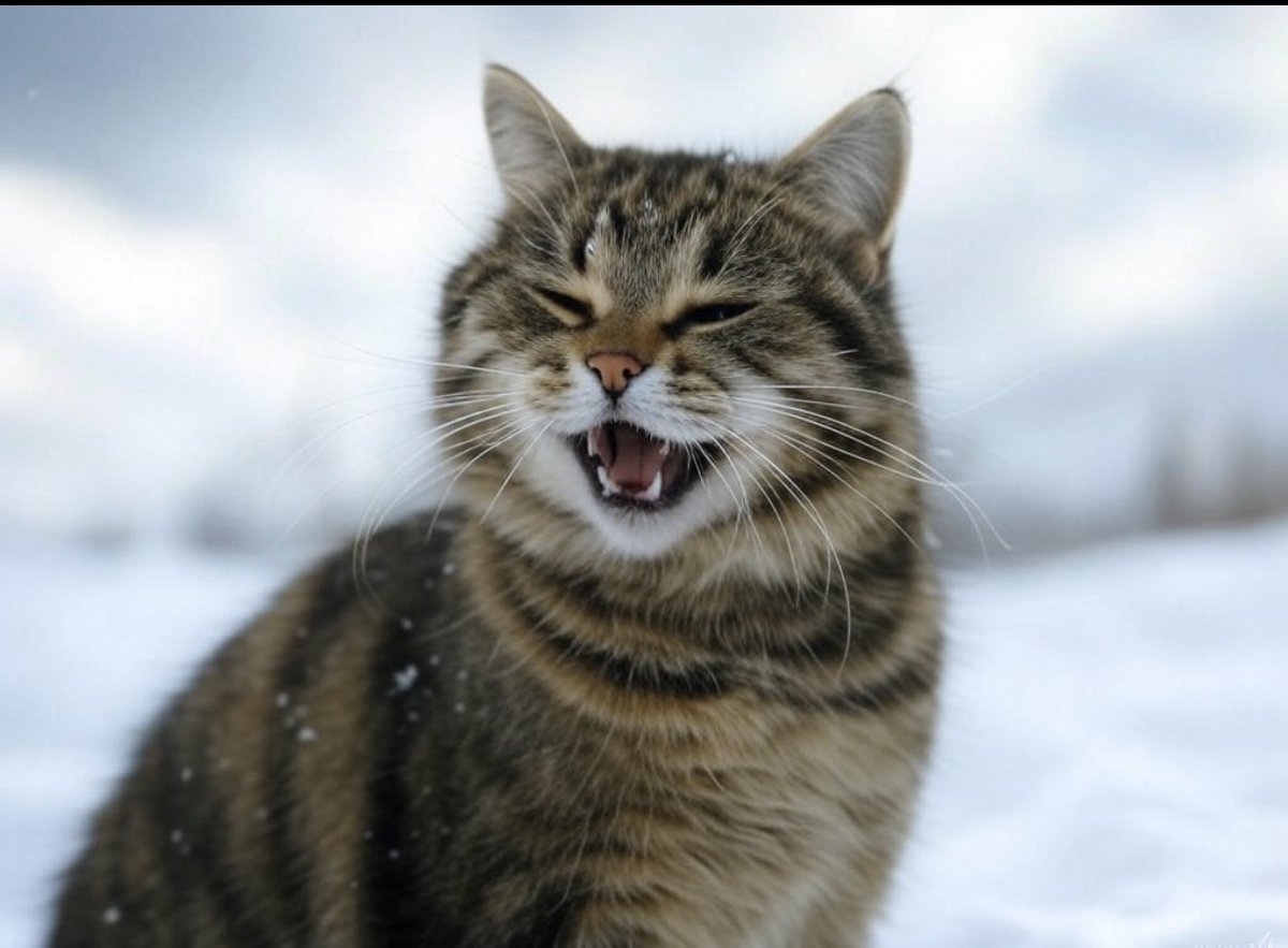 DaFinal_Whistle's tweet photo. Funny cat https://t.co/fBCcMPWvt1