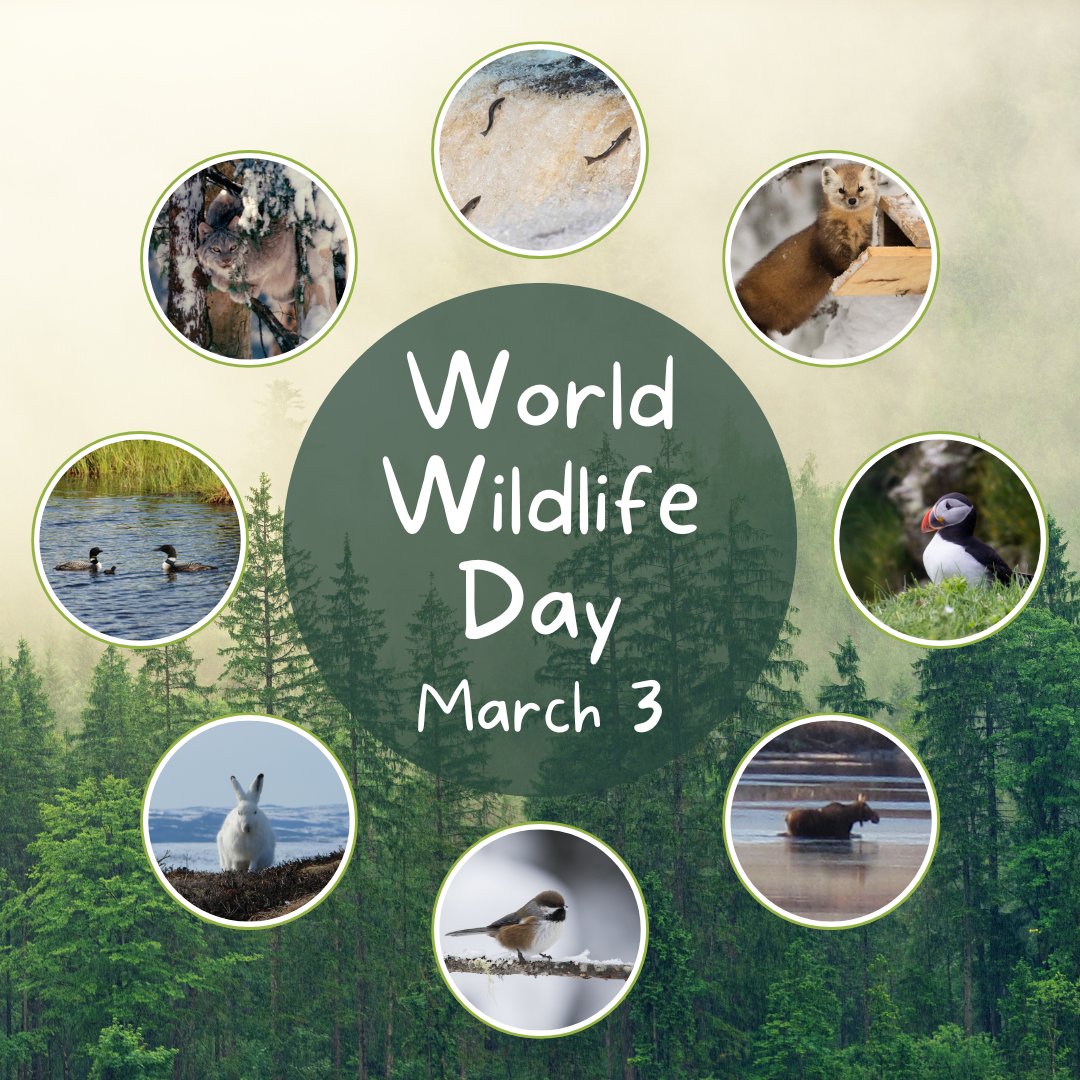 It's World <a href="/WildlifeDay/">World Wildlife Day</a>! 2025s theme: "Wildlife Conservation Finance: Investing in People &amp; Planet". It's important to work together to make sure ecosystems thrive. Let’s celebrate wildlife &amp; the important conservation work being done! #worldwildlifeday #wildlife #wildlifeday2025