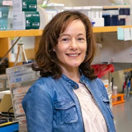 ScienceinBoston's tweet image. Research by @UMassChan scientists Drs. Sharon Cantor (@CantorLab) and Jenna Whalen (@jenna_whal) provides a new explanation for how cancer-fighting drugs attack and destroy #BRCA1 and #BRCA2 tumor cells. 
🧬 Learn more: bit.ly/4h33Pz9
