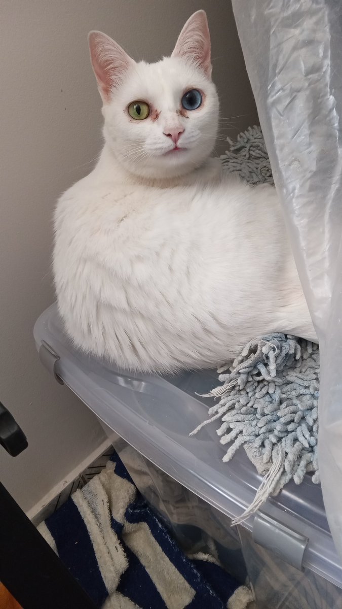 Loja_GataBranca's tweet image. Mandem muito amor pros parceiros da Loja Gata Branca!

🐾 @jeno_brasil @DearAliceBrasil @ablumebrasil @ImJiyeonBR @icedesigner @BrasilYoumin @SuporteWoodzBRA @KDahyunBrazil @PortalDAY6BR @LCYportal 

📸 Cotton