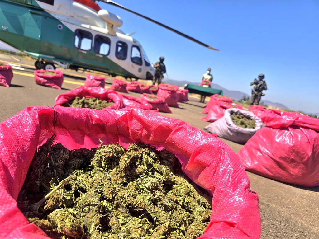 CarabCoquimbo's tweet image. 🚨 Combate a los narcocultivos: carabineros #OS7 #Limarí concretaron su tercer decomiso histórico en dos meses y ya superan las 90 mil plantas incautadas este año en la región de #Coquimbo. Además, procedimiento en #MontePatria evitó comercialización de 300k de droga elaborada.