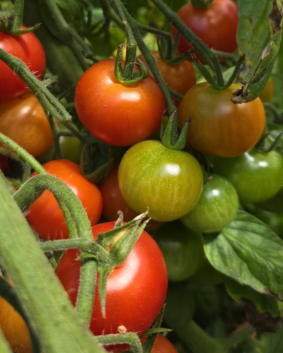 Provide the necessary light for your crops to thrive without increasing your energy bill. Now that's an ideal solution for sustainable greenhouse farming. 💡♻️