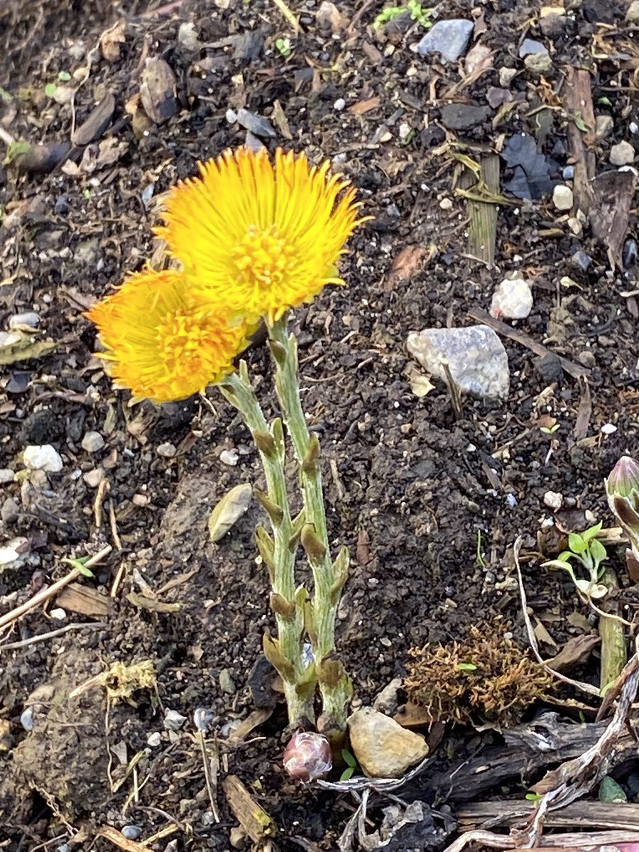 Dr Gail Maher (@gailmmaher) on Twitter photo Some spring flowers on campus <a href="/GreenCampus_MU/">MU Green Campus</a> <a href="/MaynoothUni/">Maynooth University</a>
Dandelion, Daisy, Lesser Celandine and Coltsfoot, where the flowers emerge before the leaves. Some spring flowers on campus <a href="/GreenCampus_MU/">MU Green Campus</a> <a href="/MaynoothUni/">Maynooth University</a>
Dandelion, Daisy, Lesser Celandine and Coltsfoot, where the flowers emerge before the leaves.